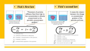 Fick's Law of mass transfer
